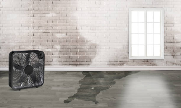 Best Water damage restoration experts  in Melrose, MN