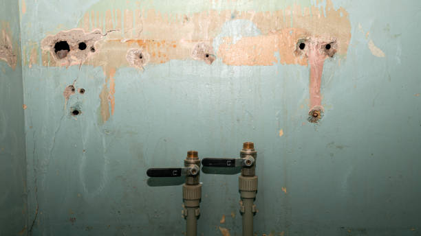 Best Professional water damage repair  in Melrose, MN